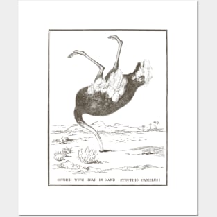 Ostrich with its head in the sand Posters and Art